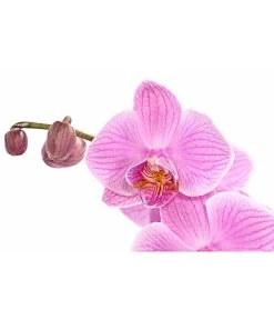 Schmetterlingsorchidee - Phalaenopsis Cultivars, Verschiedene Sorten -Gartenmöbelgeschäft 8280919 PR DE 004 Phalaenopsis4TrieberMixT12DehnerExpressHerzig