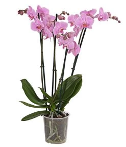 Schmetterlingsorchidee - Phalaenopsis Cultivars, Verschiedene Sorten -Gartenmöbelgeschäft 8280919 PR FS 004 Phalaenopsis4TrieberMixT12DehnerExpressHerzig