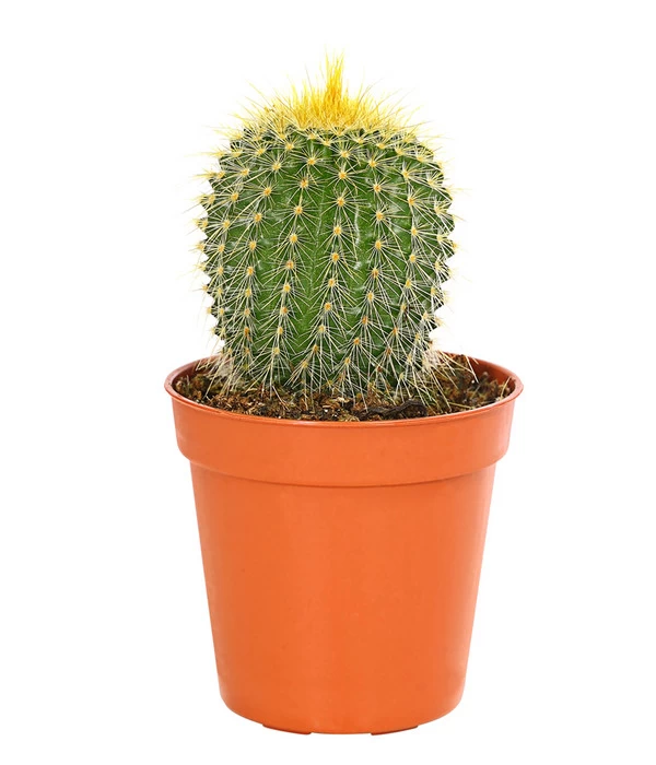 Notocactus - Parodia Leninghausii 1 Notocactus - Parodia Leninghausii