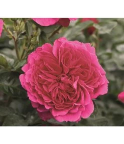 Nostalgie®-Strauchrose 'Soul®'