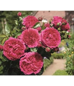 Nostalgie®-Strauchrose 'Soul®' -Gartenmöbelgeschäft 8294951 PR DE 004 StrauchroseSoulTantau