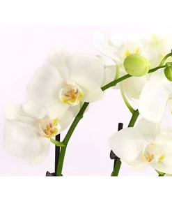 Midi Schmetterlingsorchidee - Phalaenopsis Cultivars, Weiß -Gartenmöbelgeschäft 8295297 WE DE 001 SchmetterlingsorchideePhalaenopsisHybrideTableDance2TrieberDehnerExpressHerzig