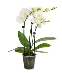 Midi Schmetterlingsorchidee - Phalaenopsis Cultivars, Weiß