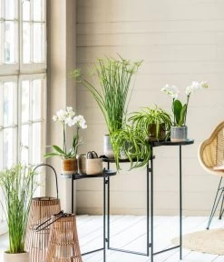 Midi Schmetterlingsorchidee - Phalaenopsis Cultivars, Weiß -Gartenmöbelgeschäft 8295297 WE MO 001 PhalaenopsisMidiWeissCyperusGC052021