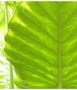 Pfeilblatt - Alocasia Portodora -Gartenmöbelgeschäft 8297442 PR DE 001 AlocasiaPortodoraElefantenblattPixabay