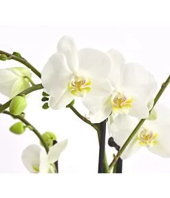 Schmetterlingsorchidee - Phalaenopsis Cultivars, Verschiedene Sorten -Gartenmöbelgeschäft 8299695 PR DE 001 SchmetterlingsorchideePhalaenopsis4TrieberT15DehnerExpressHerzig