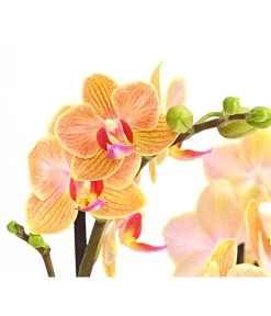 Schmetterlingsorchidee - Phalaenopsis Cultivars, Verschiedene Sorten -Gartenmöbelgeschäft 8299695 PR DE 002 SchmetterlingsorchideePhalaenopsis4TrieberSFT13DehnerExpressHerzig