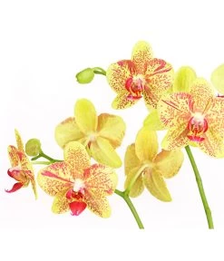 Schmetterlingsorchidee - Phalaenopsis Cultivars, Verschiedene Sorten -Gartenmöbelgeschäft 8299695 PR DE 002 SchmetterlingsorchideePhalaenopsis4TrieberT15DehnerExpressHerzig