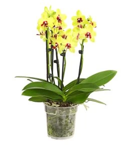 Schmetterlingsorchidee - Phalaenopsis Cultivars, Verschiedene Sorten -Gartenmöbelgeschäft 8299695 PR FS 001 SchmetterlingsorchideePhalaenopsis4TrieberSFT13DehnerExpressHerzig