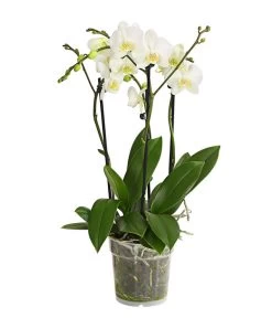 Schmetterlingsorchidee - Phalaenopsis Cultivars, Verschiedene Sorten -Gartenmöbelgeschäft 8299695 PR FS 001 SchmetterlingsorchideePhalaenopsis4TrieberT15DehnerExpressHerzig