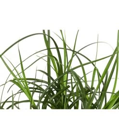 Westfälische Segge -Gartenmöbelgeschäft 8316218 WE DE 001 CarexdivulsaSeggeT7