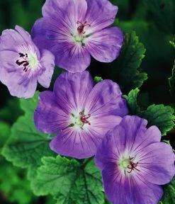 Storchschnabel 'Rozanne®' -Gartenmöbelgeschäft 8361115 WE FS 005 StorchschnabelRozanneGeraniumRozanne