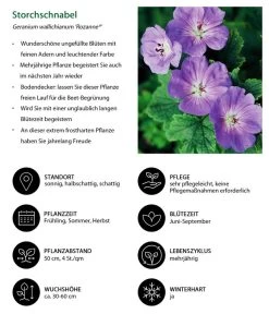 Storchschnabel 'Rozanne®' -Gartenmöbelgeschäft 8361115 WE IG 001 Storchschnabel