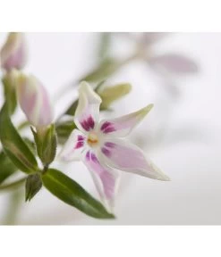 Teppich-Phlox -Gartenmöbelgeschäft 8363798 PR DE 001 PhloxDouglasiGestreiftT9DehnerExpressZS