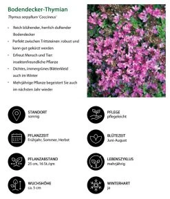 Stauden-Set Duftender Thymian, 18-teilig -Gartenmöbelgeschäft 8365306 WE IG 001 BodendeckerThymian