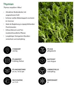 Stauden-Set Duftender Thymian, 18-teilig -Gartenmöbelgeschäft 8389835 WE IG 001 Thymian