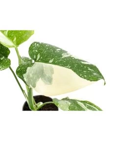 Fensterblatt - Monstera Deliciosa 'Thai Constellation', Panaschiert -Gartenmöbelgeschäft 8402034 WE DE 001 MonsteraThaiConstellationT6