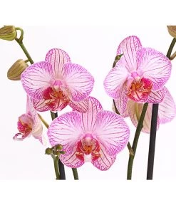 Schmetterlingsorchidee - Phalaenopsis Cultivars, Verschiedene Sorten -Gartenmöbelgeschäft 8466872 WE DE 001 SchmetterlingsorchideePhalaenopsisSofaMix2TrieberT12PremiumDehnerExpressHerzig