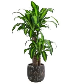 Drachenbaum - Dracaena Fragrans 'Massangeana', In Keramik