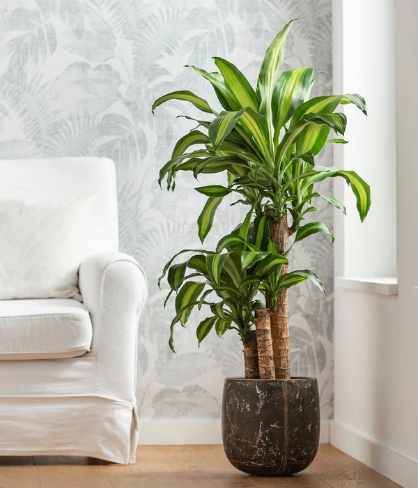 Drachenbaum - Dracaena Fragrans 'Massangeana', In Keramik 2 Drachenbaum - Dracaena Fragrans 'Massangeana', In Keramik – Bild 2