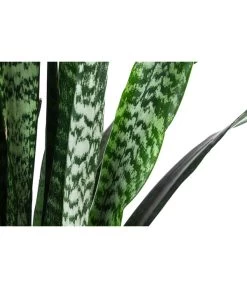 Bogenhanf - Sansevieria Zeylanica, Im Seegras-Korb -Gartenmöbelgeschäft 8478737 WE DE 001 SansevieriaZeylanicaT21imKorbIgmar