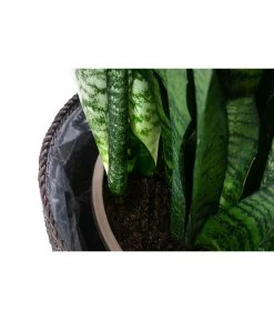 Bogenhanf - Sansevieria Zeylanica, Im Seegras-Korb -Gartenmöbelgeschäft 8478737 WE DE 002 SansevieriaZeylanicaT21imKorbIgmar