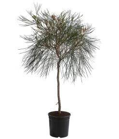 Australische Silbereiche 'Johnson's'