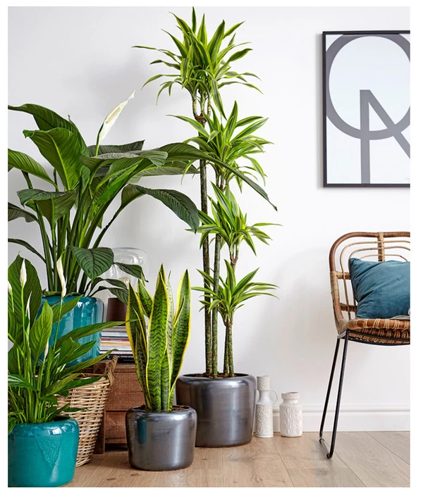 Air So Pure® Einblatt - Spathiphyllum Wallisii 'Sensation' 4 Air So Pure® Einblatt - Spathiphyllum Wallisii 'Sensation' – Bild 4