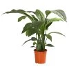 Air So Pure® Einblatt - Spathiphyllum Wallisii 'Sensation'