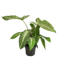 Goldnarbe - Xanthosoma Lindenii 'Angel Wings'