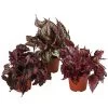 Blattbegonien-Set - Begonia Rex Hybriden, 3-teilig
