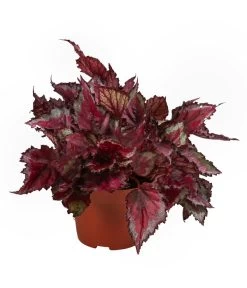 Blattbegonien-Set - Begonia Rex Hybriden, 3-teilig -Gartenmöbelgeschäft 8561524 WE FS 003 Blattbegonien3 SetT12
