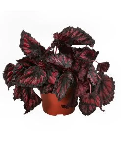 Blattbegonien-Set - Begonia Rex Hybriden, 3-teilig -Gartenmöbelgeschäft 8561524 WE FS 004 Blattbegonien3 SetT12
