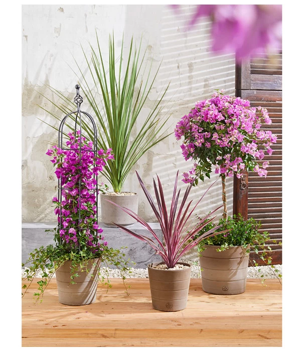 Drillingsblume, Ministamm 3 Drillingsblume, Ministamm – Bild 3