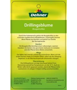 Drillingsblume, Ministamm 9 Drillingsblume, Ministamm -Gartenmöbelgeschäft 8583700 DrillingsblumeStamm 28012016 2