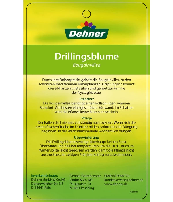 Drillingsblume, Ministamm 5 Drillingsblume, Ministamm – Bild 5