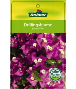 Drillingsblume, Ministamm 8 Drillingsblume, Ministamm -Gartenmöbelgeschäft 8583700 Drillingsblume 28012016 1