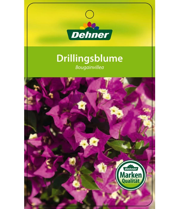 Drillingsblume, Ministamm 4 Drillingsblume, Ministamm – Bild 4
