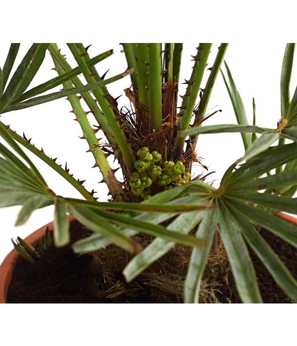 Blaue Zwergpalme 2 Blaue Zwergpalme – Bild 2