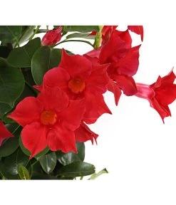 Dipladenie, Pyramide -Gartenmöbelgeschäft 8584864 PR DE 001 DipladeniaT14rotDehnerExpressHerzig