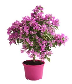 Drillingsblume, Ministamm