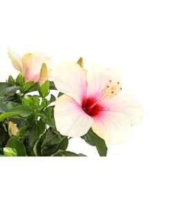 Zimmerhibiskus - Hibiscus Rosa-sinensis, Stämmchen, Verschiedene Sorten -Gartenmöbelgeschäft 8587347 PR DE 003 HibiscusStammMixT17DehnerExpressHerzig