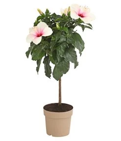 Zimmerhibiskus - Hibiscus Rosa-sinensis, Stämmchen, Verschiedene Sorten -Gartenmöbelgeschäft 8587347 PR FS 003 HibiscusStammMixT17DehnerExpressHerzig
