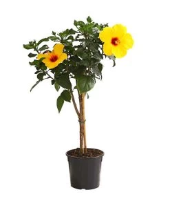 Zimmerhibiskus - Hibiscus Rosa-sinensis, Stämmchen, Verschiedene Sorten -Gartenmöbelgeschäft 8587347 WE FS 002 HibiskusHibiscusStammMixT17OWDehnerExpressHerzig