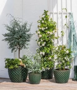 Jasminblütiger Nachtschatten, Säule -Gartenmöbelgeschäft 8597098 WE MO 002 DipladeniaEucalyptusSolanumJasmin