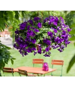 Hängepetunie, Ampel, Verschiedene Sorten, Weiß/pink -Gartenmöbelgeschäft 8605164 BildFS 001 JuwelHaengepetunieAmpelHaengepetPurpurJuwAmp
