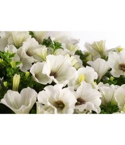 Hängepetunie, Ampel, Verschiedene Sorten, Weiß/pink -Gartenmöbelgeschäft 8605164 WE DE 002 HaengepetunieAmpelT35