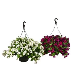 Hängepetunie, Ampel, Verschiedene Sorten, Weiß/pink -Gartenmöbelgeschäft 8605164 WE FS 003 HaengepetunieAmpelT35