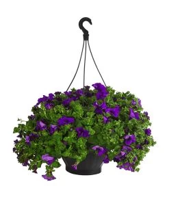 Hängepetunie, Ampel, Verschiedene Sorten, Weiß/pink -Gartenmöbelgeschäft 8605164 WE FS 003 HaengepetunieAmpelT35Violett