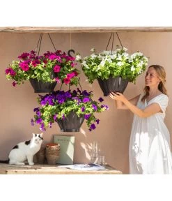 Hängepetunie, Ampel, Verschiedene Sorten, Weiß/pink -Gartenmöbelgeschäft 8605164 WE MO 001 HaengepetunieAmpelT35BestofAmpeln